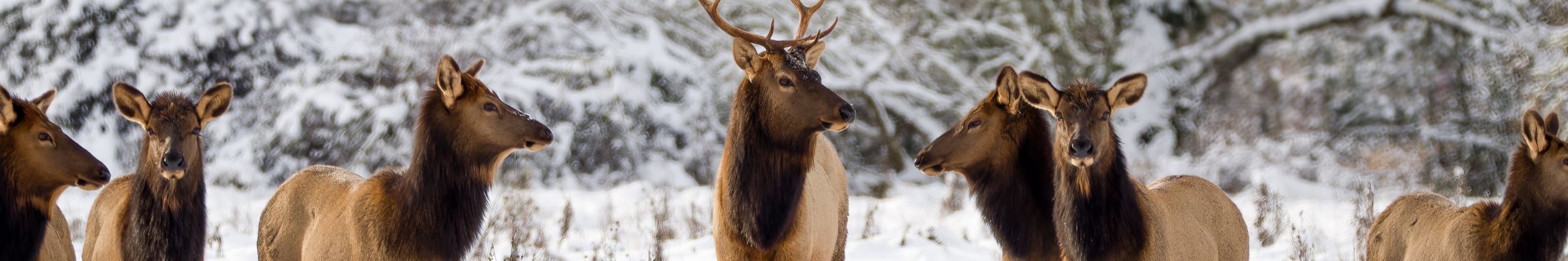 Seven elk, 1 bull in the center and three females on either side of him look is multiple directions while standing in a snow-covered forest clearing